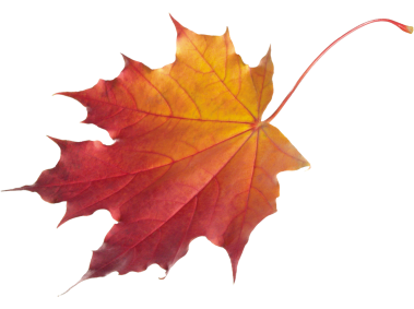 Dry Leaf