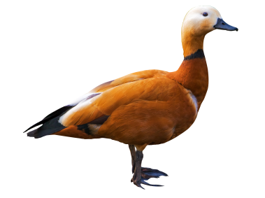 Duck