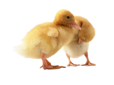 Duckling