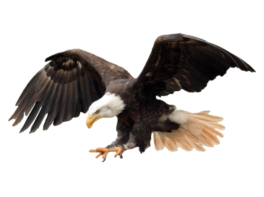 Eagle