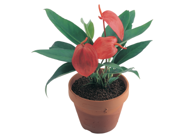 Flower in Pot