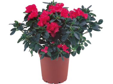 Flower in Pot