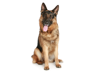 German Shepherd Puppy