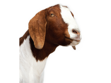 Goat