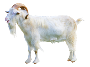 Goat