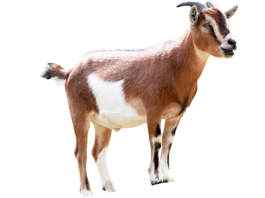 Goat
