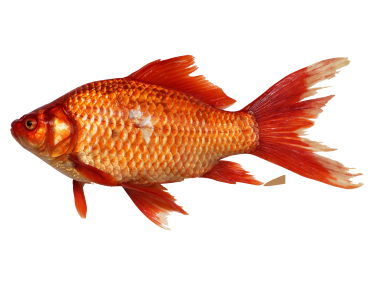 Goldfish