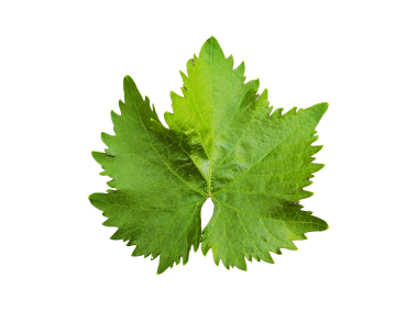 Grape Vine Leaf