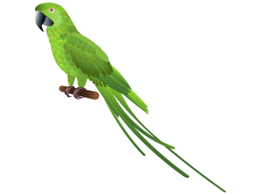 Green Parrot