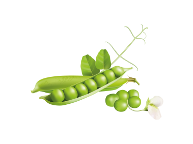 Green Pea