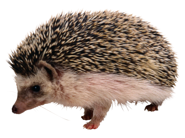 Hedgehog