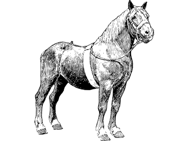 Horse