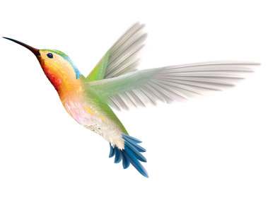 Hummingbird