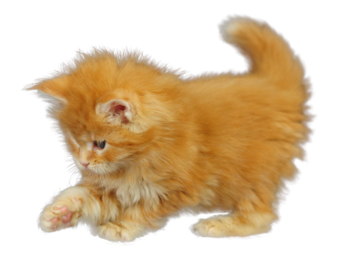 Kitten