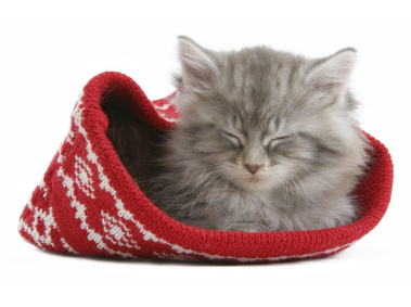 Kitten