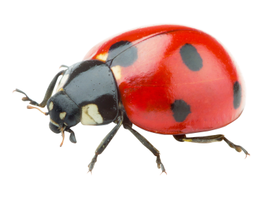 Ladybug
