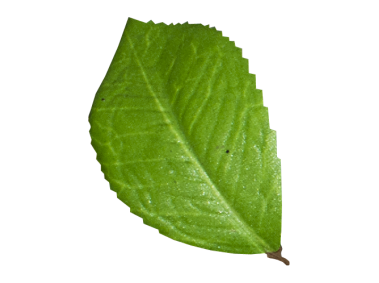 Leaf