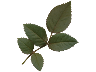 Leaf