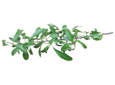 Leaf
