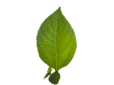 Leaf