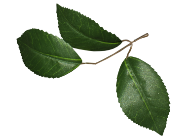 Leaf