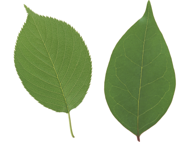 Leaf