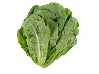 Lettuce
