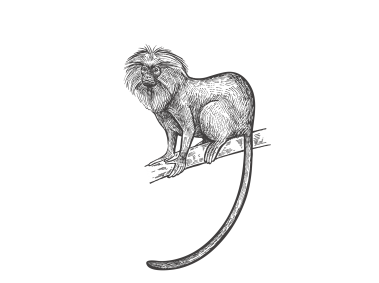 Lion Tamarinaco