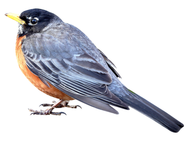 Merle Bird