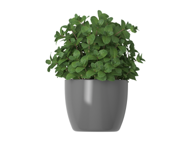 Mint in Flower Pots