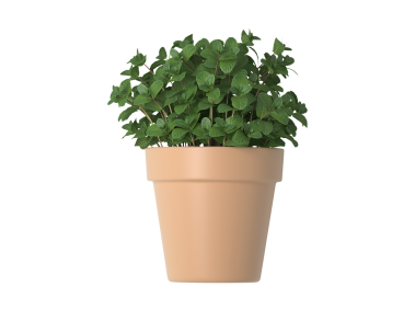 Mint in Flower Pots