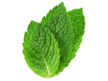 Mint Leaf