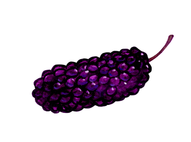 Mulberry