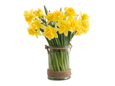 Narcissus Flower