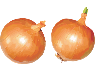 Onion