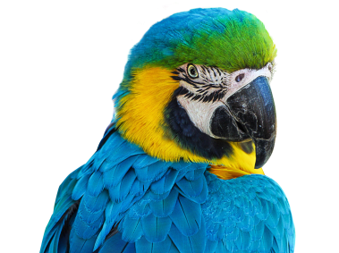 Parrot