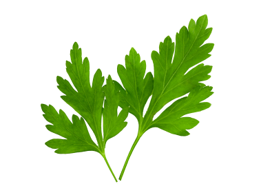 Parsley