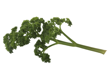 Parsley