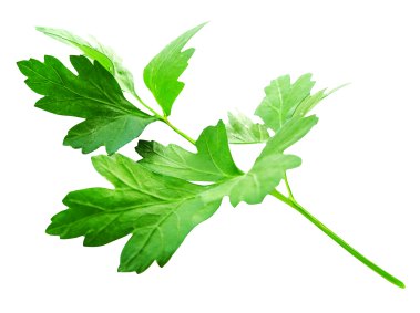 Parsley