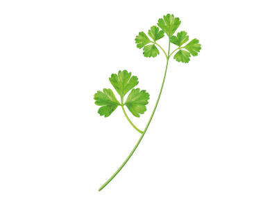 Parsley