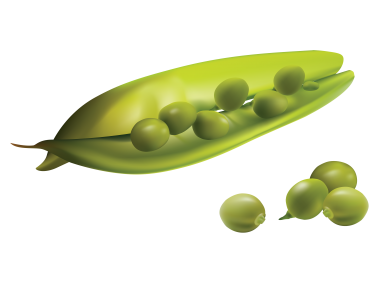 Pea