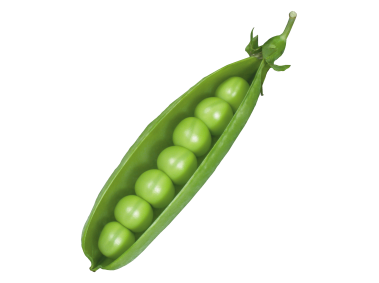Pea