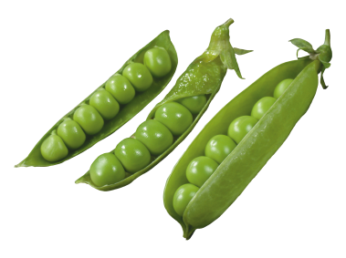 Pea