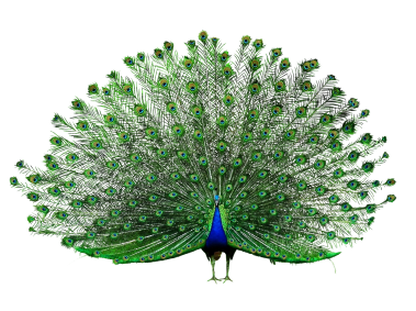 Peacock