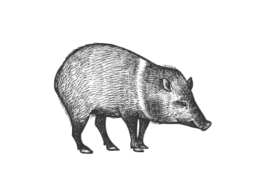 Peccary