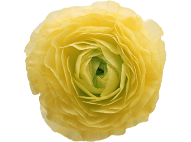 Peony Flower