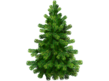 Pine Tree