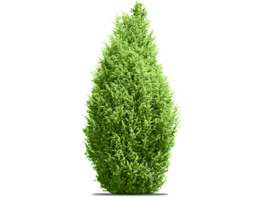 Pine Tree