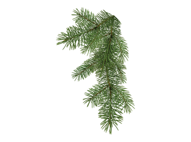 Pine Tree Branch