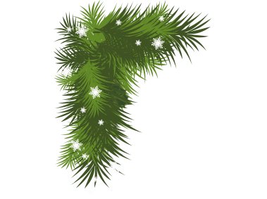 Pine Tree Branch